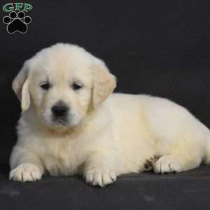 Jewel, English Cream Golden Retriever Puppy